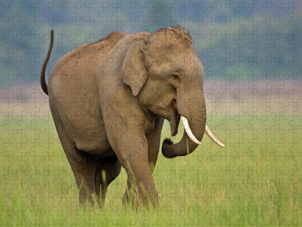 Animal Themes Jigsaw Puzzle featuring the photograph Indian Elephant by Ab Apana