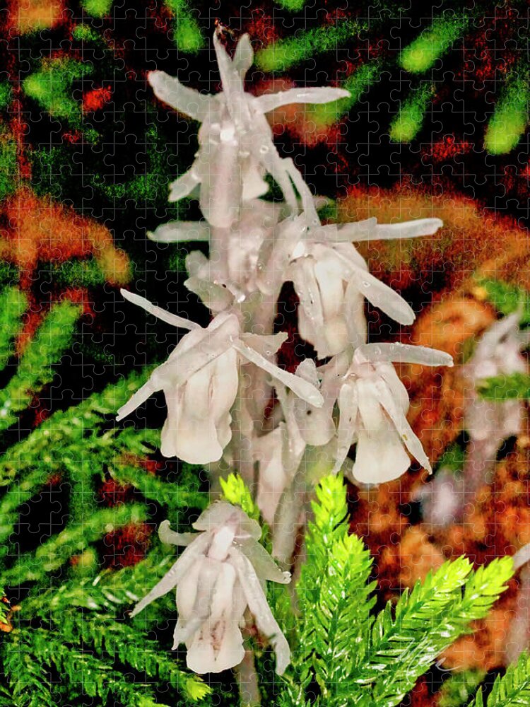 Macro Photography Jigsaw Puzzle featuring the photograph Indian Pipes On Club Moss by Meta Gatschenberger