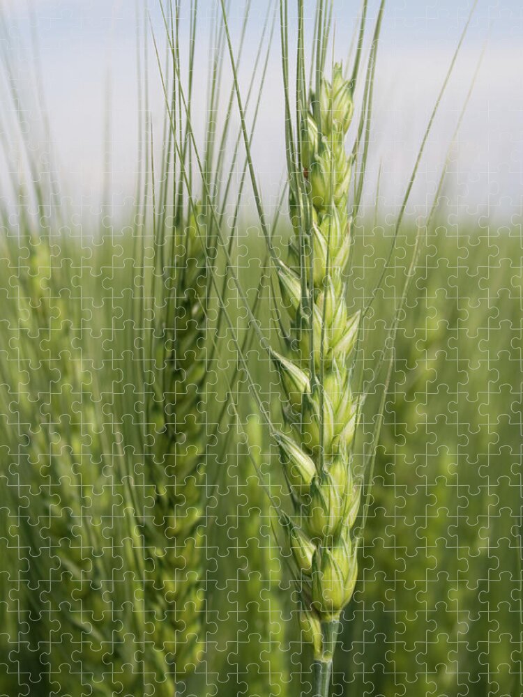 Intimate Bearded Wheat Jigsaw Puzzle featuring the photograph Intimate Bearded Wheat by Dylan Punke