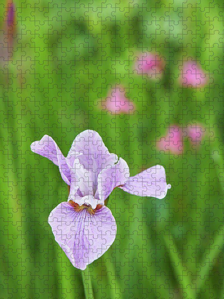 Garden Jigsaw Puzzle featuring the photograph Iris Beauty by Garden Gate magazine