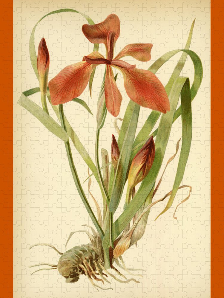 Iris Jigsaw Puzzle featuring the mixed media Iris Cuprea Copper Iris. by Unknown
