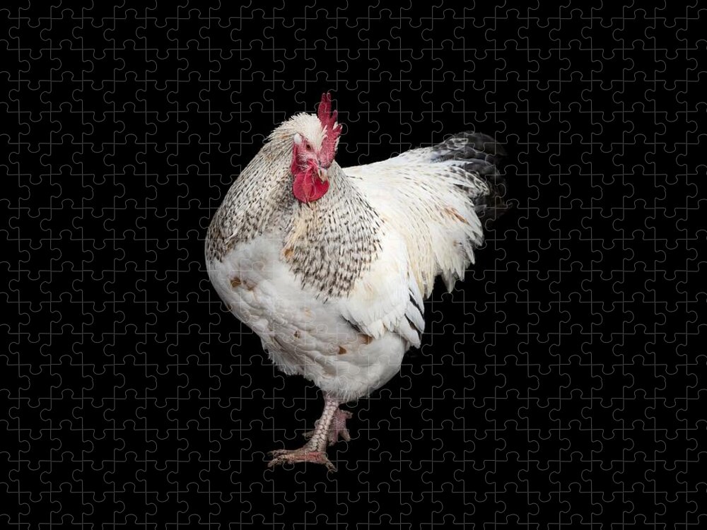 Isolated Chuck Jigsaw Puzzle featuring the photograph Isolated Chicken by Jean Noren