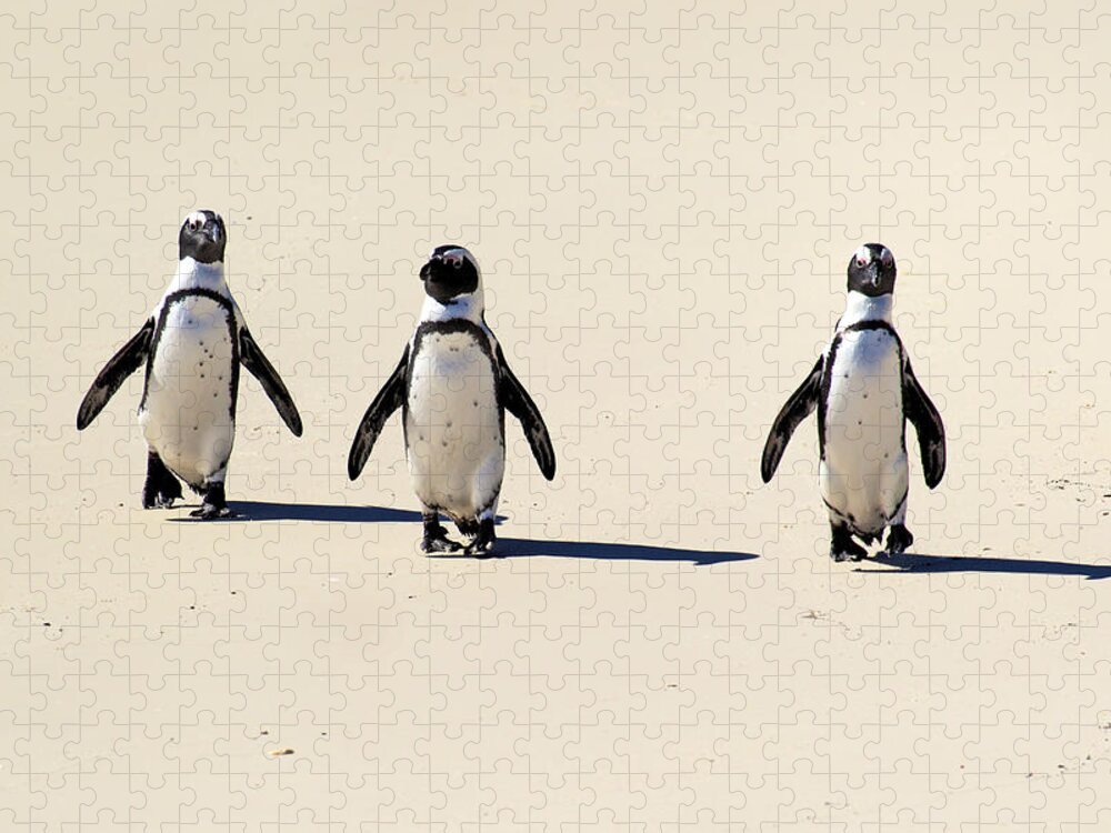 Three Animals Jigsaw Puzzle featuring the photograph Jackass Penguin by Tier Und Naturfotografie J Und C Sohns