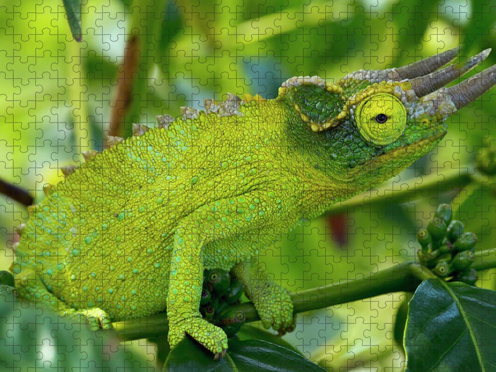 Horned Jigsaw Puzzle featuring the photograph Jackson Chameleon Trioceros Jacksonii by Philip Rosenberg / Design Pics