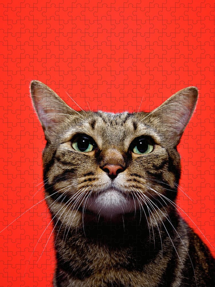 Pets Jigsaw Puzzle featuring the photograph Japanese Cat Looking Up, Close-up by Ultra.f