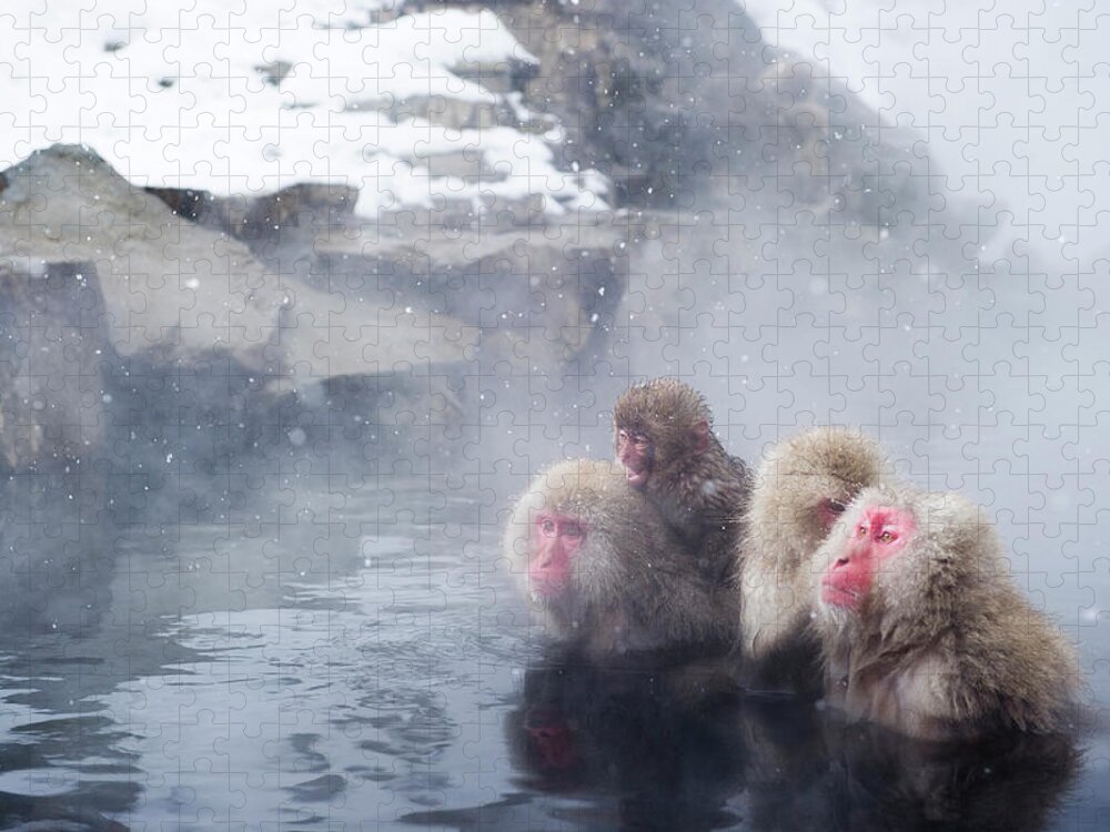 Snow Jigsaw Puzzle featuring the photograph Japanese Macaques by Yusuke Okada/a.collectionrf