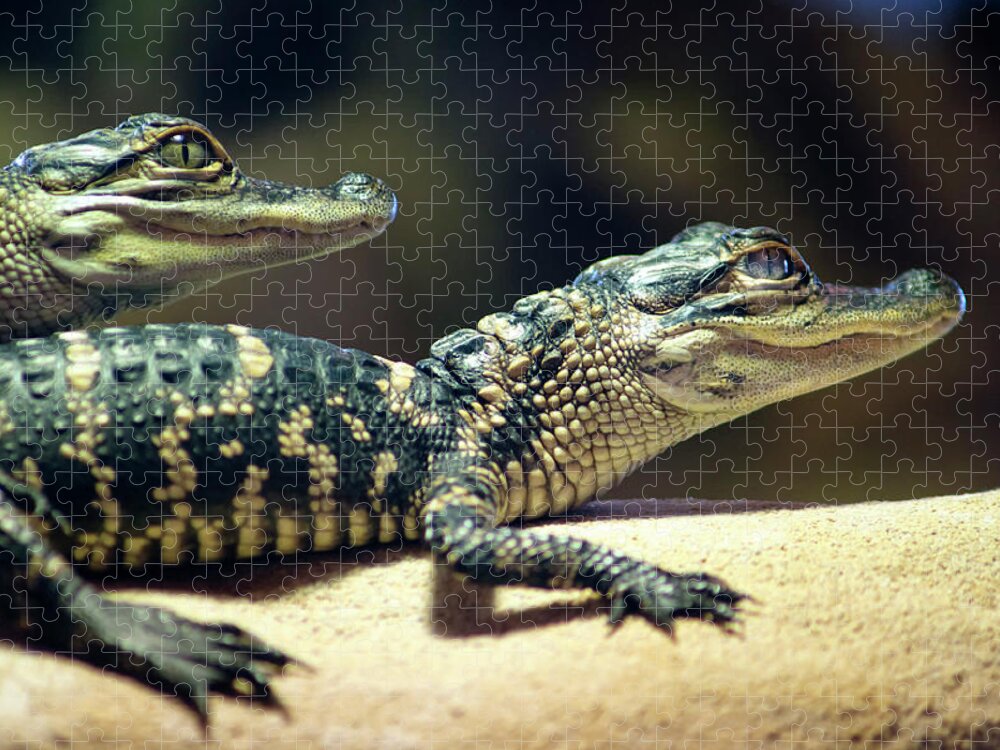 Animal Themes Jigsaw Puzzle featuring the photograph Juvenile American Alligator by Jim Mckinley