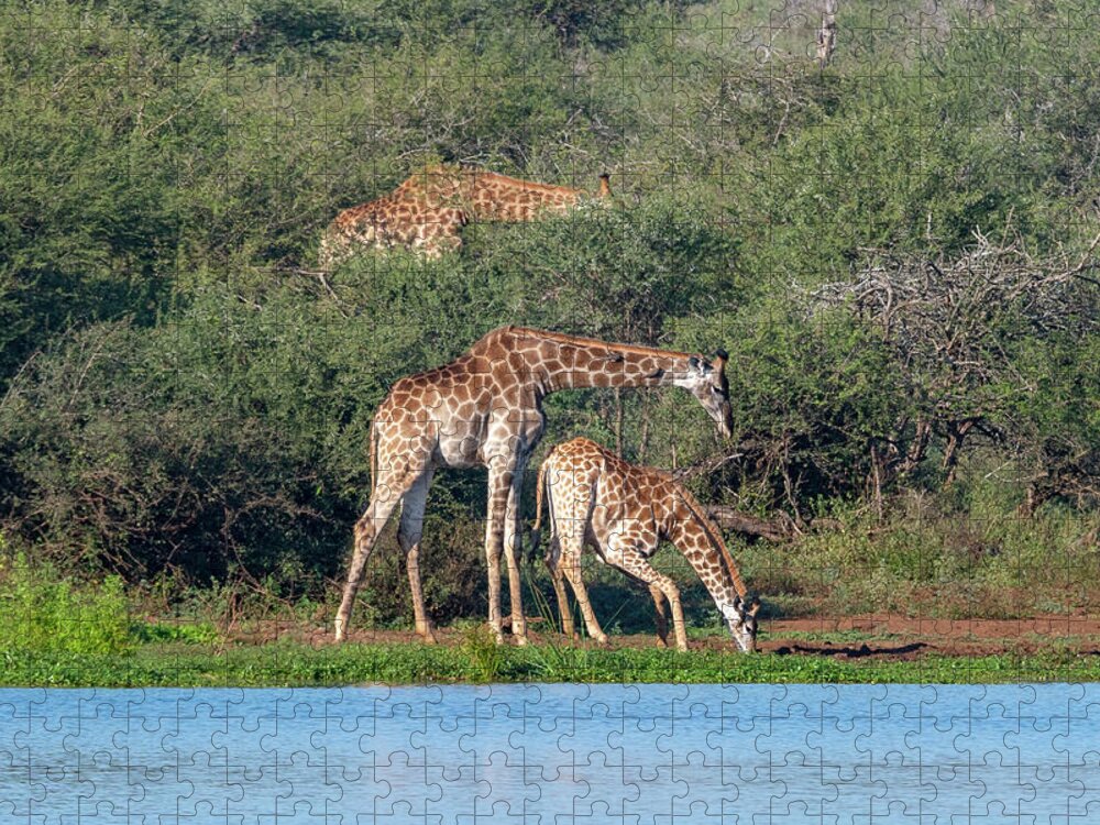 Giraffes Jigsaw Puzzle featuring the photograph Keeping Watch by Mark Hunter