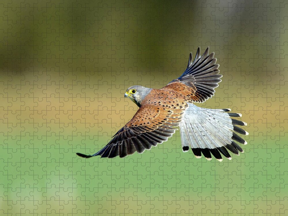 Animal Themes Jigsaw Puzzle featuring the photograph Kestrel Bird by Mark Hughes