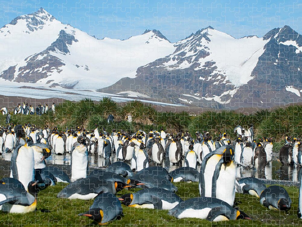 Grass Jigsaw Puzzle featuring the photograph King Penguin Colony by Sascha Grabow