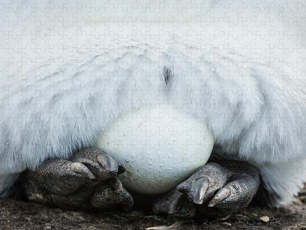 Animals Jigsaw Puzzle featuring the photograph King Penguin Egg On Feet by Tui De Roy