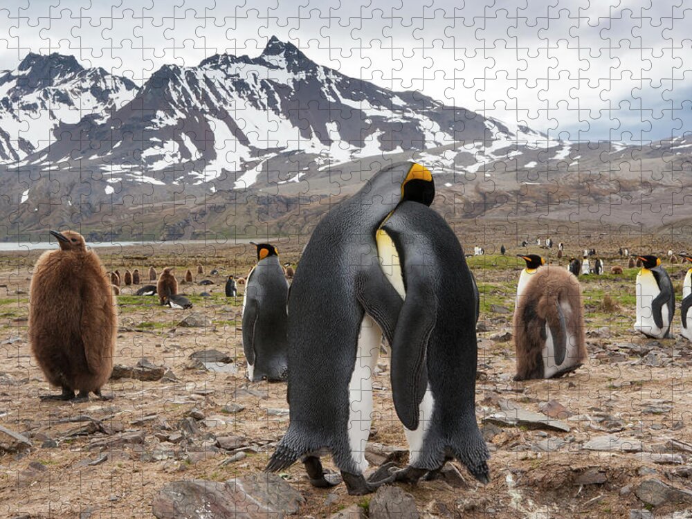 Vertebrate Jigsaw Puzzle featuring the photograph King Penguins, Aptenodytes Patagonicus by Mint Images - Art Wolfe