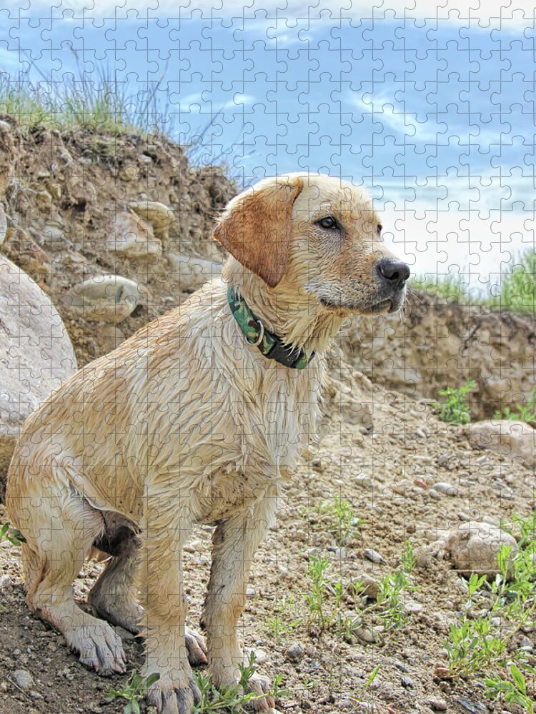 Labrador Retriever Puppy. Yellow Lab Jigsaw Puzzle featuring the photograph Labrador Retriever After the Swim by Jennie Marie Schell