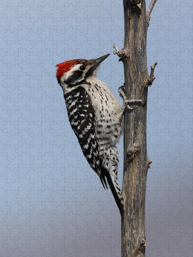 American Bird Jigsaw Puzzle featuring the photograph Ladder-backed Woodpecker by James Zipp
