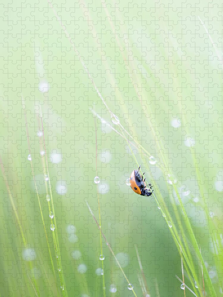 Ladybird Jigsaw Puzzle featuring the photograph Ladybird and morning rain drops by Anita Nicholson