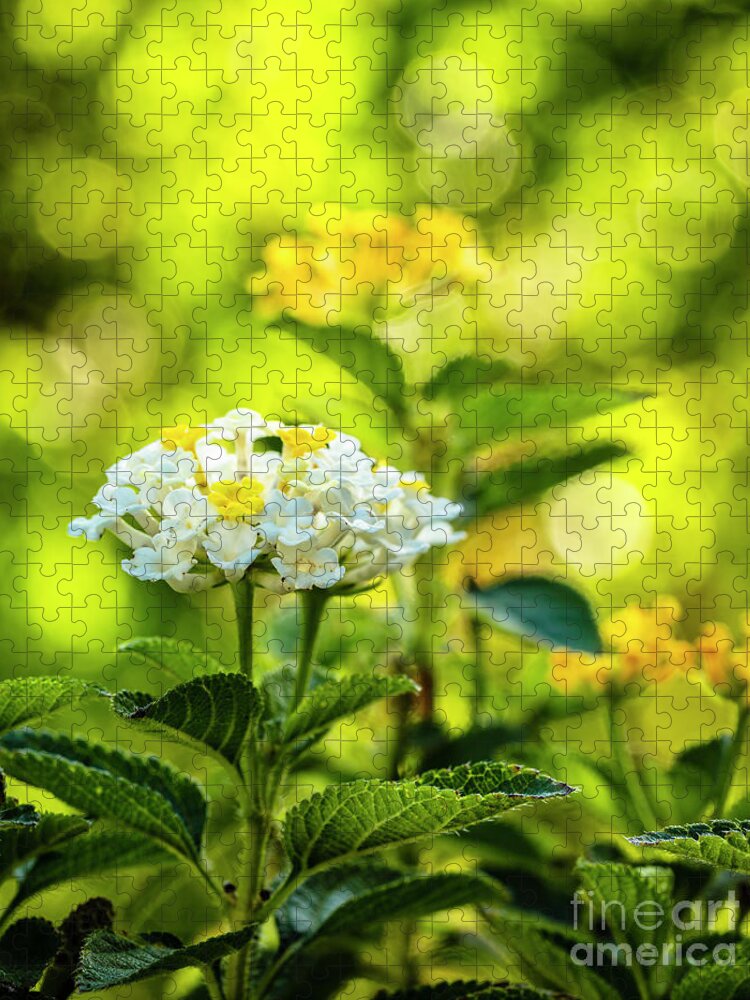 Background Jigsaw Puzzle featuring the photograph Lantana Flowers by Raul Rodriguez