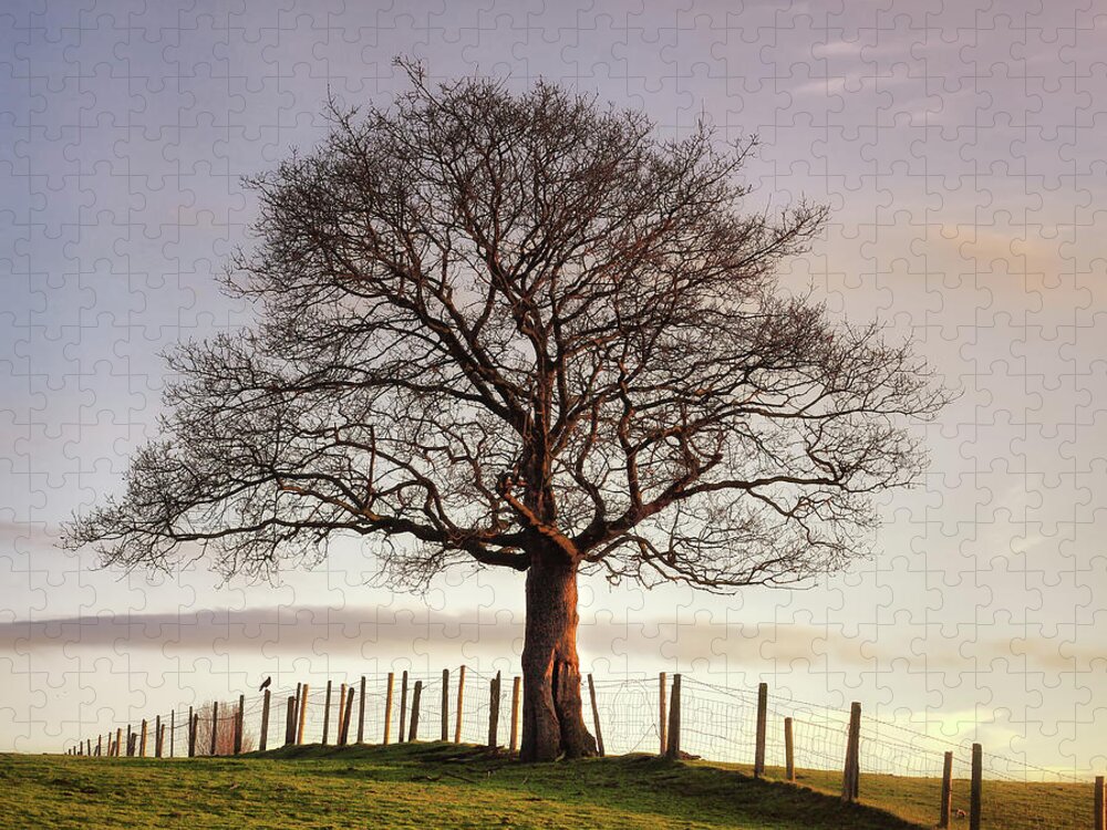Tranquility Jigsaw Puzzle featuring the photograph Large Tree by Jon Baxter