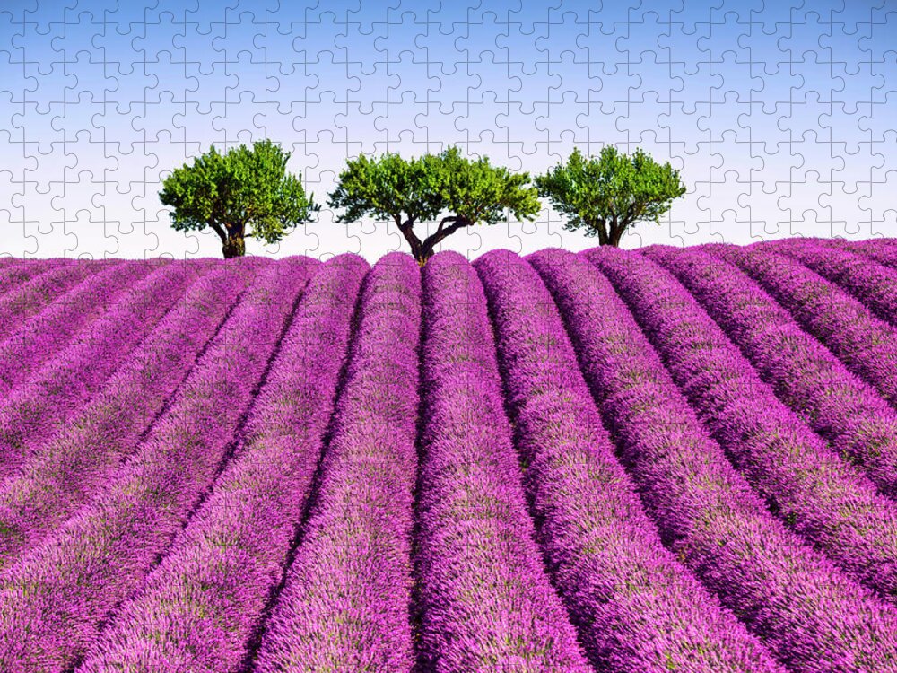Lavender Jigsaw Puzzle featuring the photograph Lavender and trees uphill. Provence, France by Stefano Orazzini
