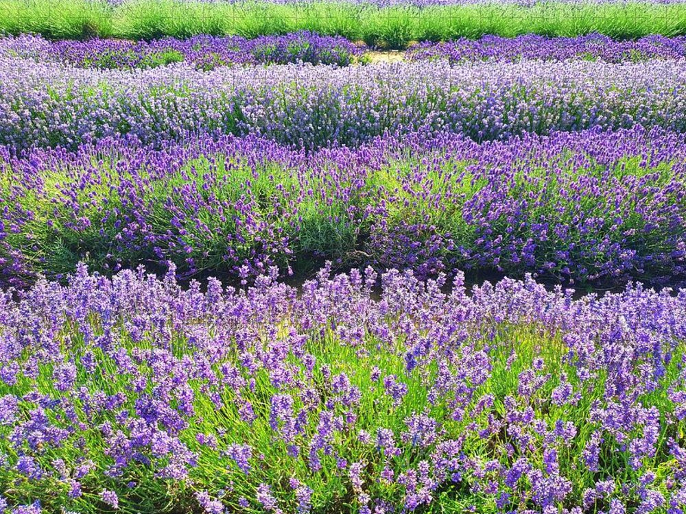 Wildflowers Jigsaw Puzzle featuring the photograph English Lavender Fields by Andrea Whitaker