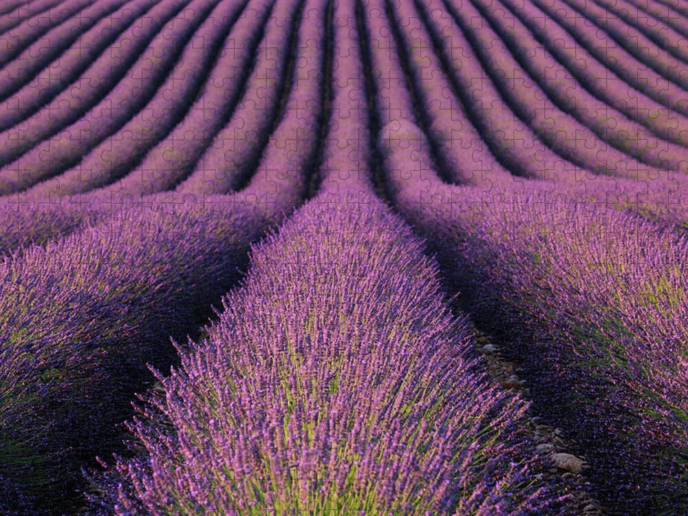 In A Row Jigsaw Puzzle featuring the photograph Lavender Field by Martin Ruegner