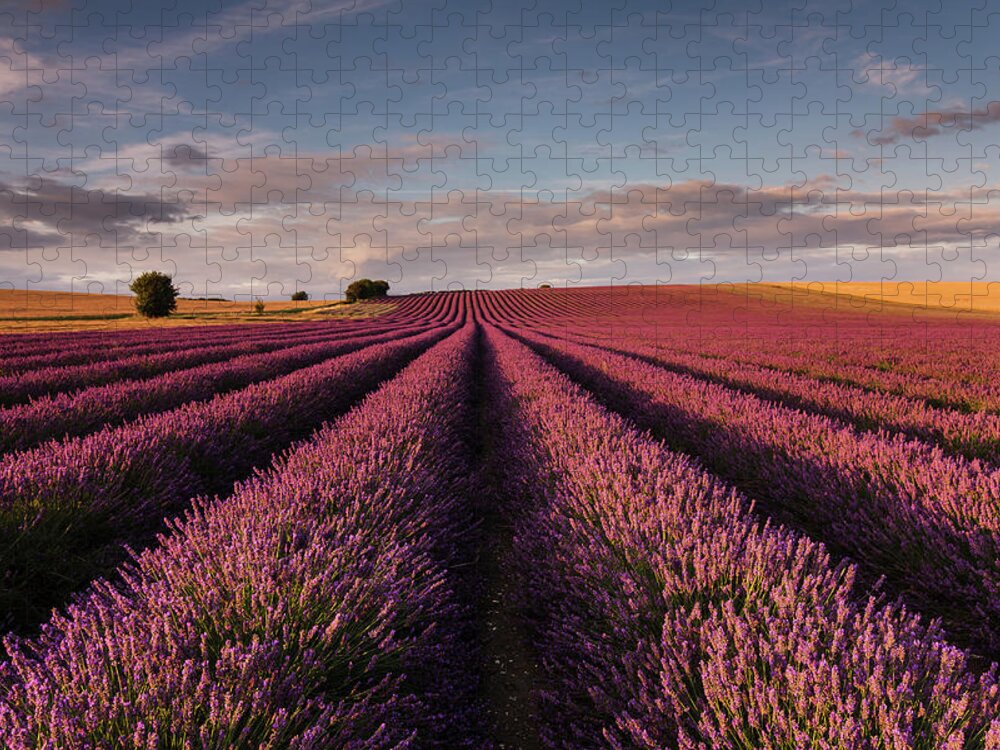 Scenics Jigsaw Puzzle featuring the photograph Lavender Field by Paul Baggaley