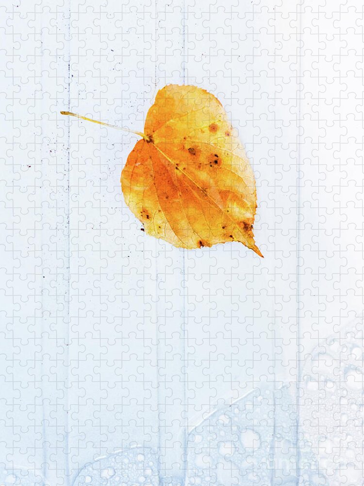Leaf Jigsaw Puzzle featuring the photograph Leaf on white with water by Silvia Ganora