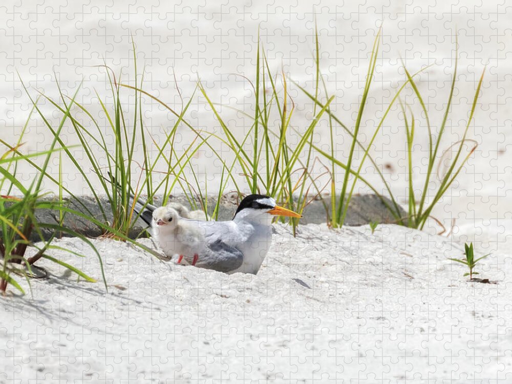 Baby Birds Jigsaw Puzzle featuring the photograph Least Tern with Chicks by Susan Rissi Tregoning