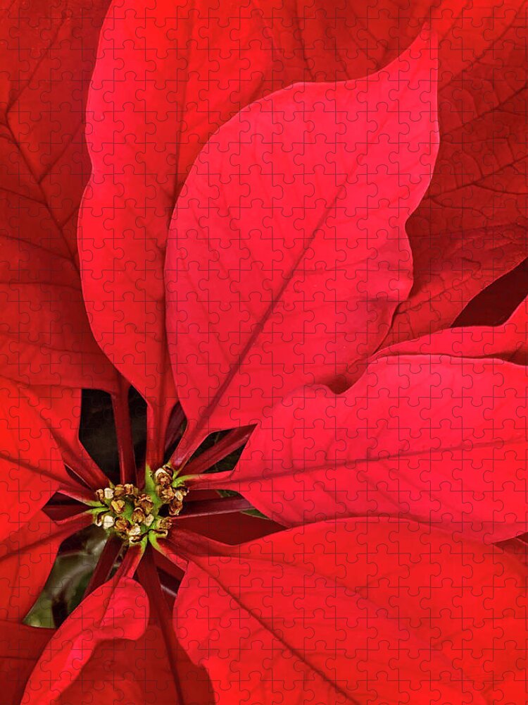 Poinsettia Jigsaw Puzzle featuring the photograph Leaves of Fire by Jill Love