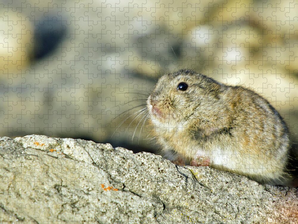 Lemming Jigsaw Puzzle featuring the photograph Lemming by Denise LeBleu