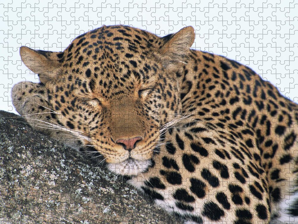 Kenya Jigsaw Puzzle featuring the photograph Leopard Panthera Pardus Asleep On Tree by Eastcott Momatiuk