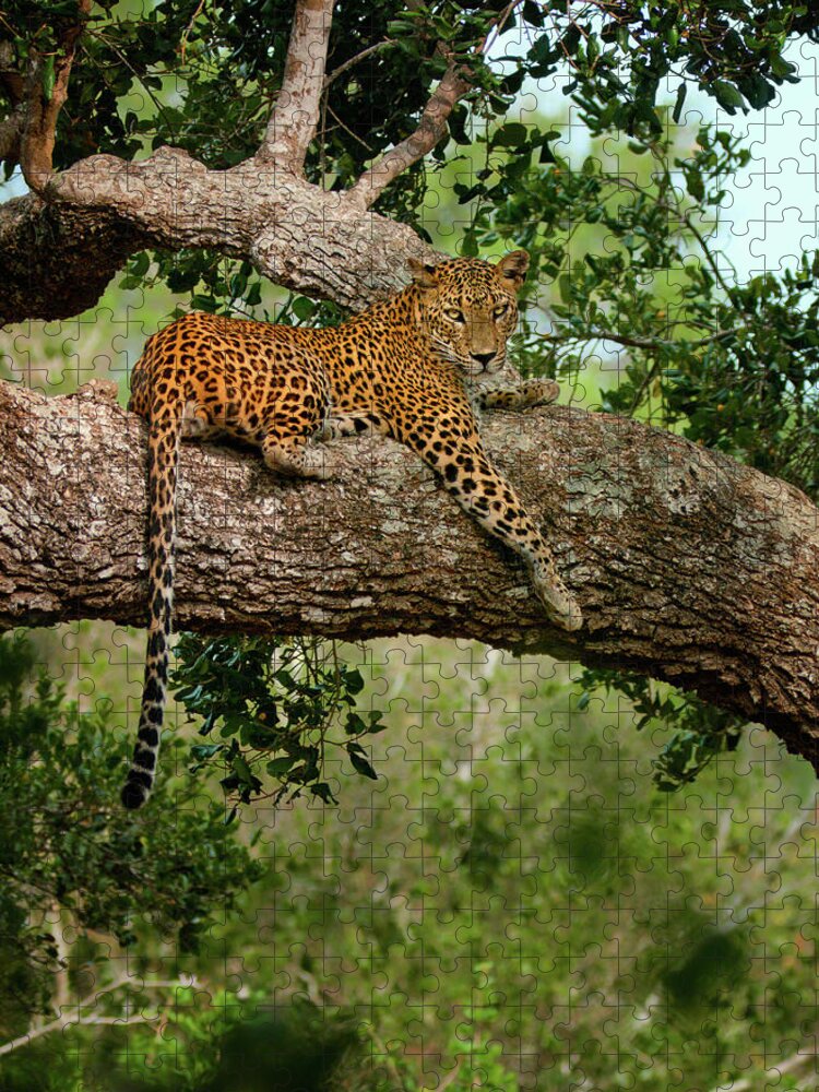 Animal Themes Puzzle featuring the photograph Leopard Sitting On A Branch by Thilanka Perera
