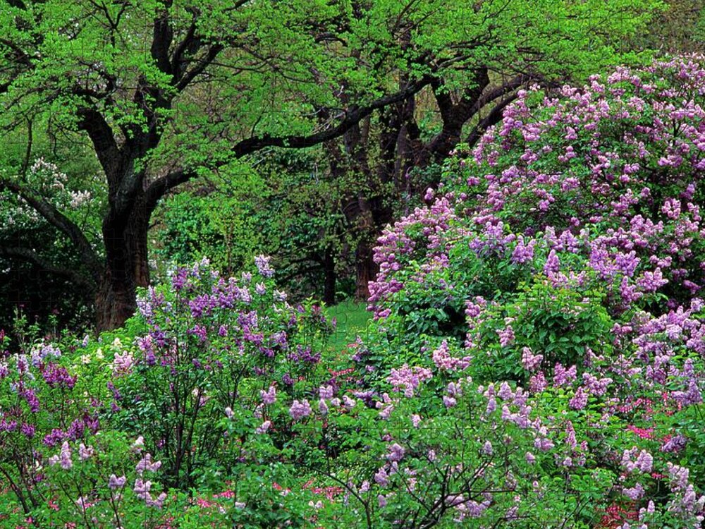 Outdoors Jigsaw Puzzle featuring the photograph Lilac At Arnold Arboretum by Richard Felber