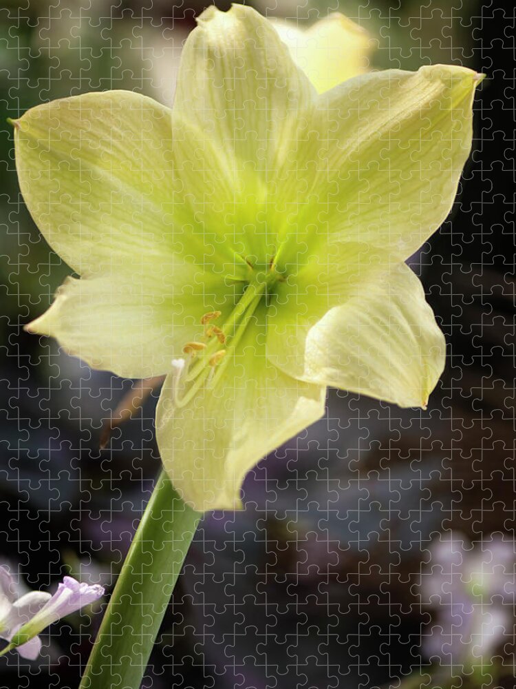 Rockville Jigsaw Puzzle featuring the photograph Lime Green Amaryllis Flower by Maria Mosolova