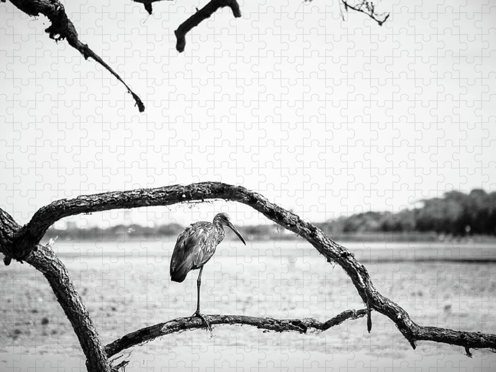Nature Jigsaw Puzzle featuring the photograph Limpkin by Joe Leone