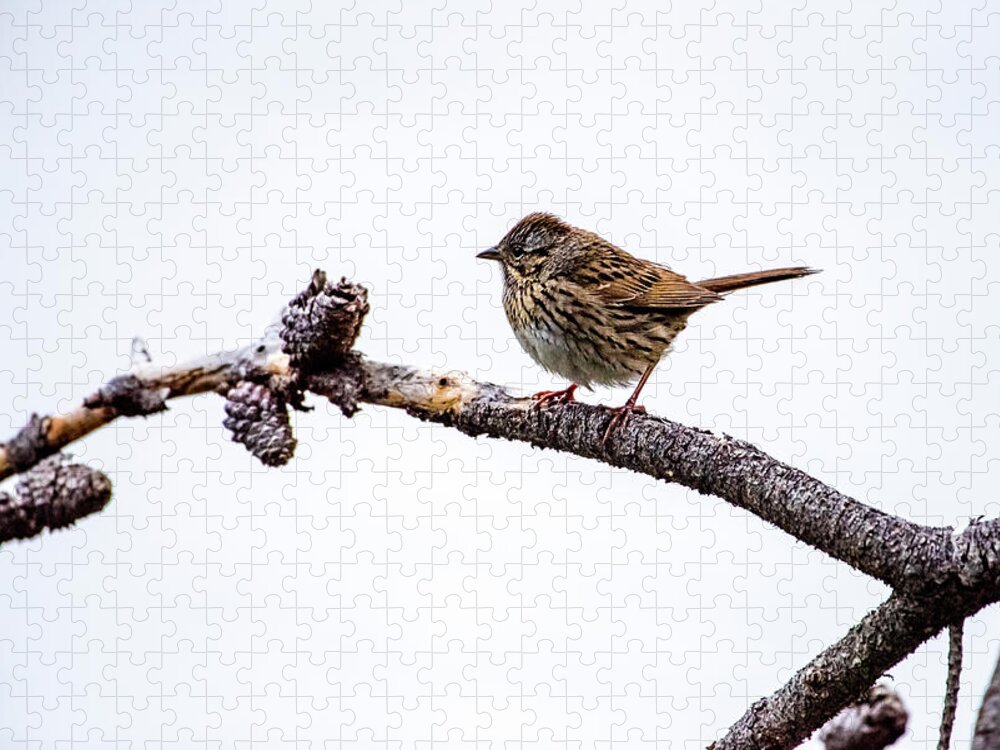 Wildlife Jigsaw Puzzle featuring the photograph Lincoln's Sparrow by David Morefield
