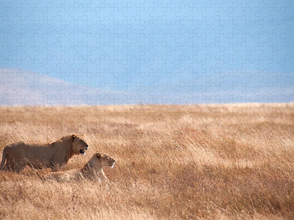 Scenics Puzzle featuring the photograph Lion Couple In Ngorongoro Crater by Ceneri