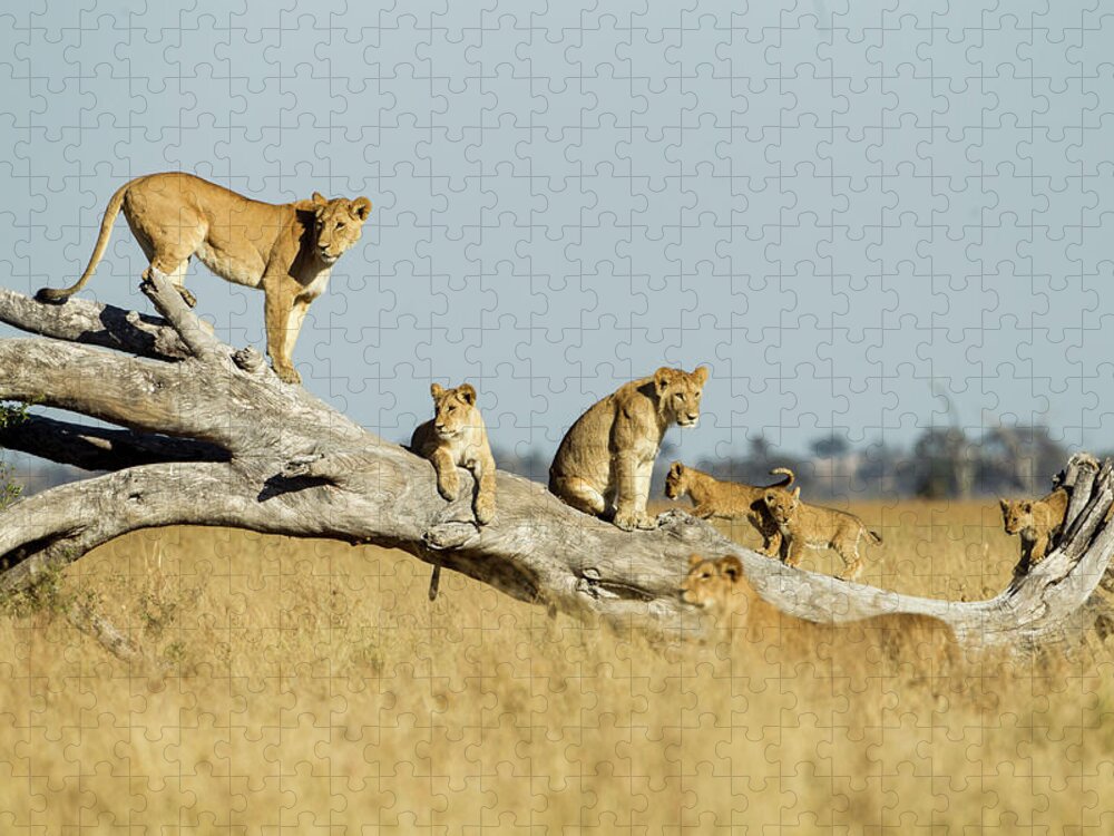Tranquility Jigsaw Puzzle featuring the photograph Lioness And Cubs Standing On Dead Tree by Paul Souders