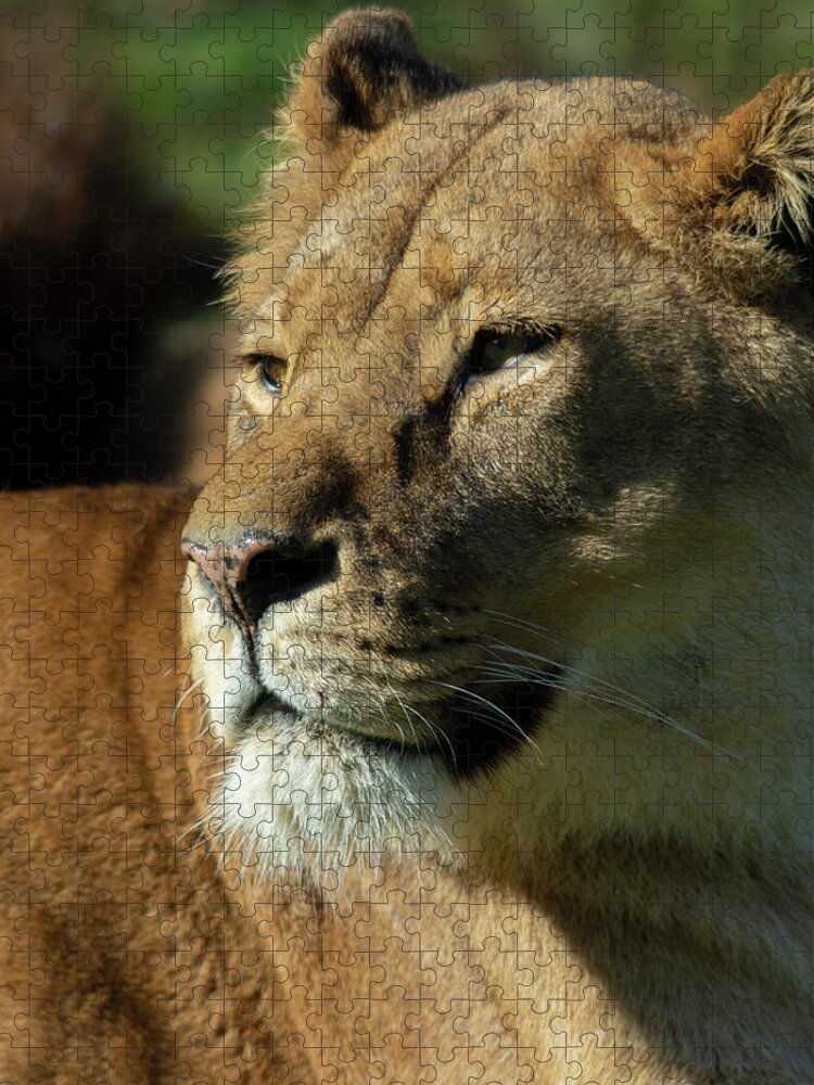 Lion Jigsaw Puzzle featuring the photograph Lioness stare by Steev Stamford