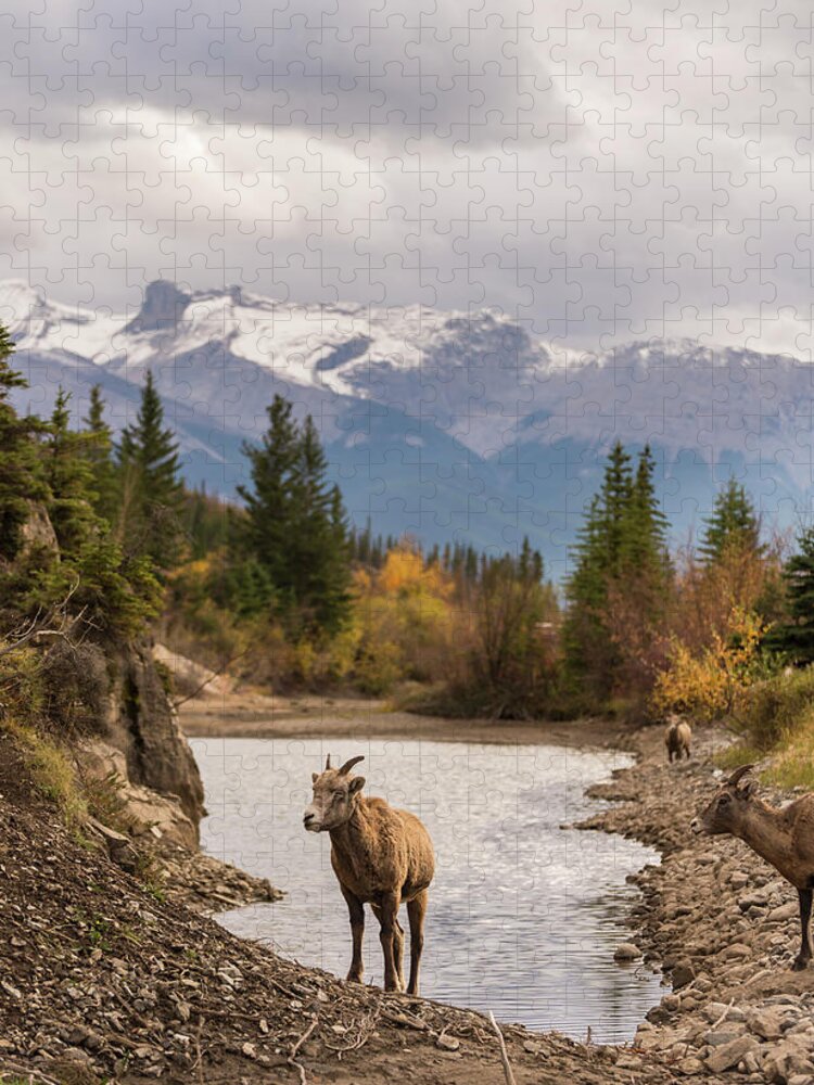 Bighorn Jigsaw Puzzle featuring the photograph Little Bighorn by Alex Lapidus