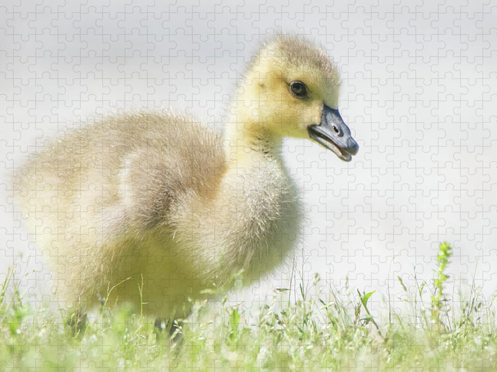 Goslings Jigsaw Puzzle featuring the photograph Little Gosling by Mary Ann Artz