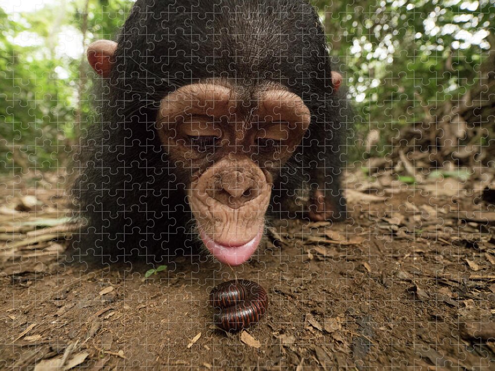 Gerry Ellis Jigsaw Puzzle featuring the photograph Little Larry Examining Millipede by Gerry Ellis