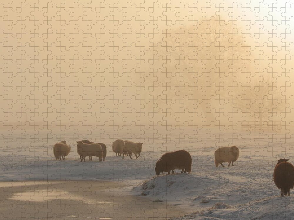 Dawn Jigsaw Puzzle featuring the photograph Livestock Grazing On Foggy Winters Day by Jonny Hirons Photography