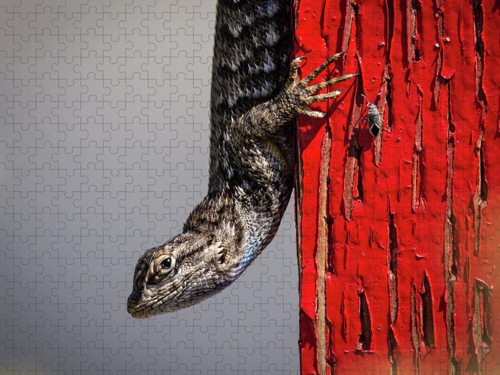 Lizard Jigsaw Puzzle featuring the photograph Lizard on Red by Rick Mosher