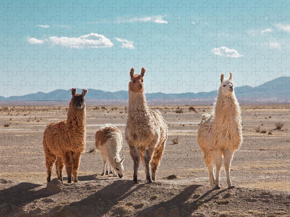 Shadow Jigsaw Puzzle featuring the photograph Llamas Posing In High Desert by Kathrin Ziegler
