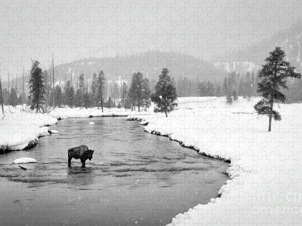  Yellowstone Jigsaw Puzzle featuring the photograph Lone Bison by Timothy Hacker