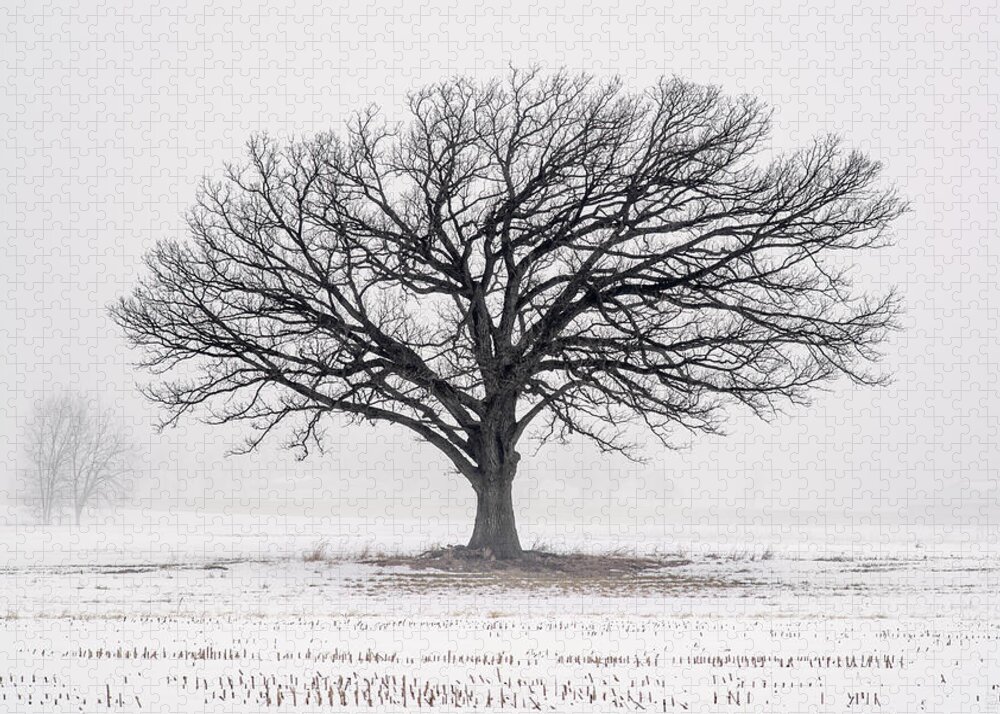 Oak Winter Snow Field Fog White Farm Rural Wi Wisconsin Stubble Stoughton Madison Corn Wi Wisconsin Farm Lonely Cold Tree Jigsaw Puzzle featuring the photograph Lone Oak in Winter Fog near Stoughton WI by Peter Herman