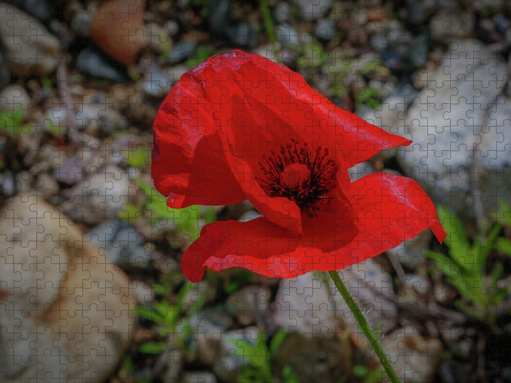 Flower Jigsaw Puzzle featuring the photograph Lone Red Flower by Lora J Wilson