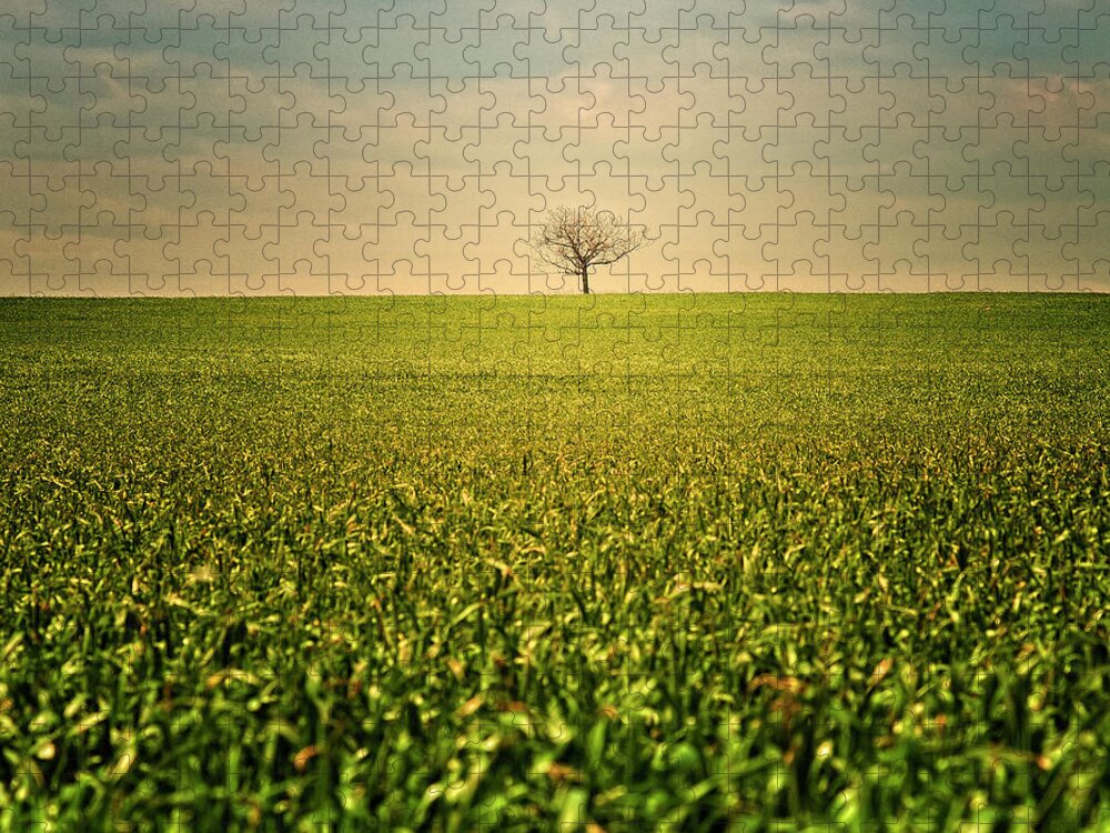 Tranquility Jigsaw Puzzle featuring the photograph Lonely Tree by D-focused Photography