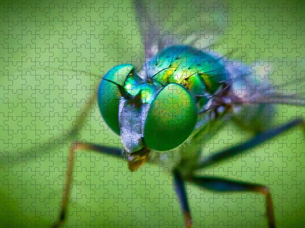 Insect Jigsaw Puzzle featuring the photograph Long Legged Green Fly by Albert Photo