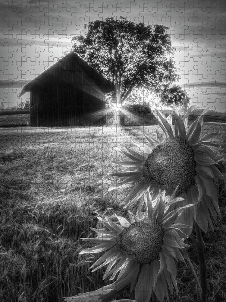 Barns Jigsaw Puzzle featuring the photograph Longing in Black and White by Debra and Dave Vanderlaan